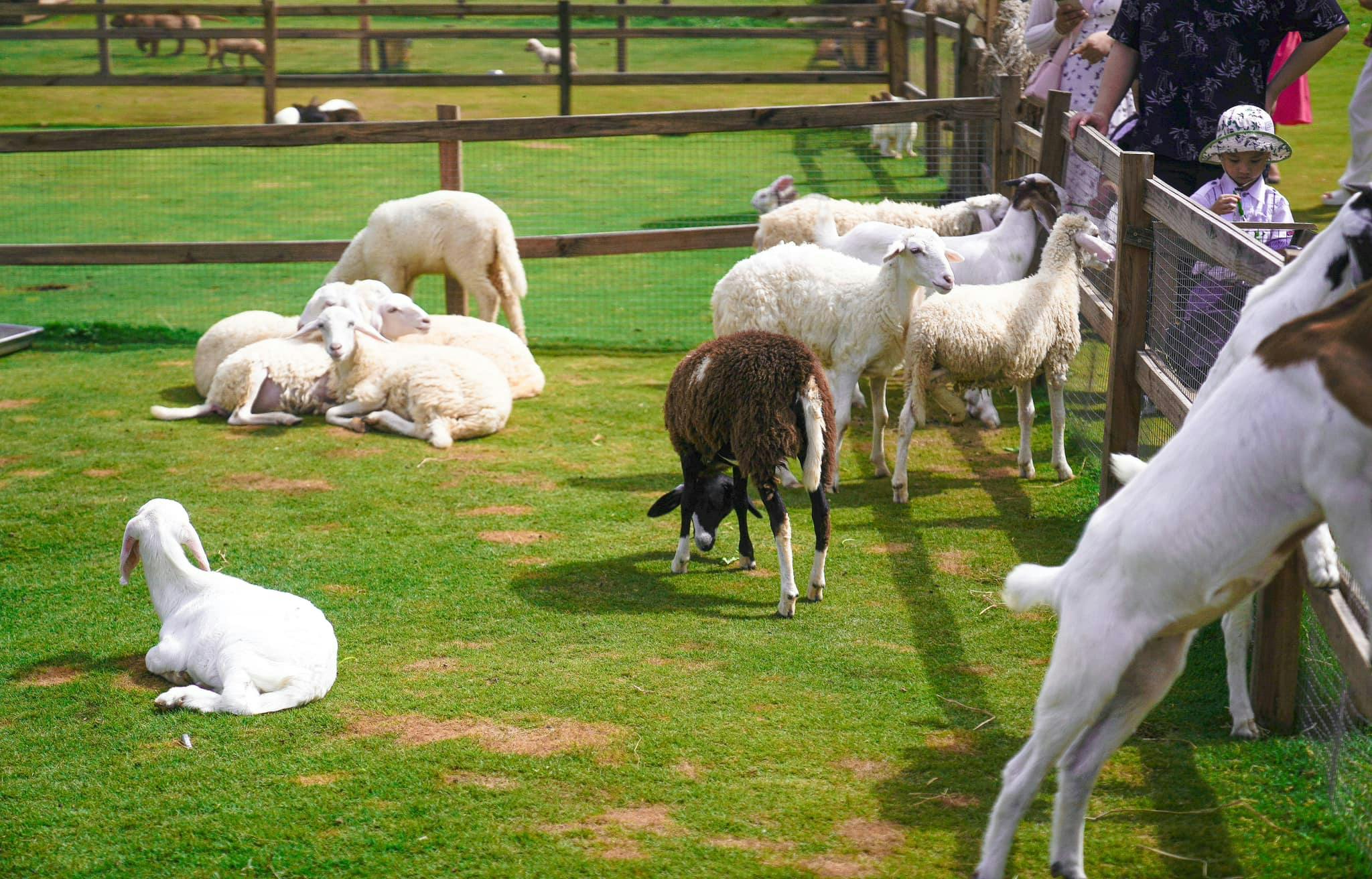 A group of sheep and a goat in a grassy enclosure on a sunny day, with fences and visitors in the background.