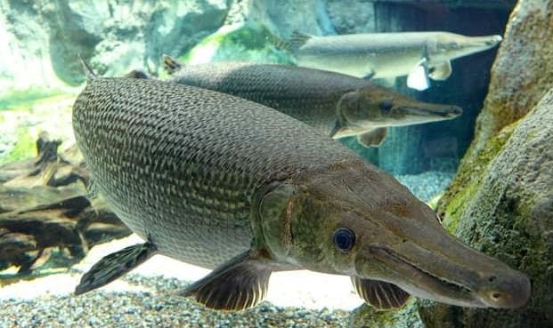 Primo piano di due grandi pesci che nuotano in un acquario, con uno sfondo roccioso e un substrato di ghiaia.