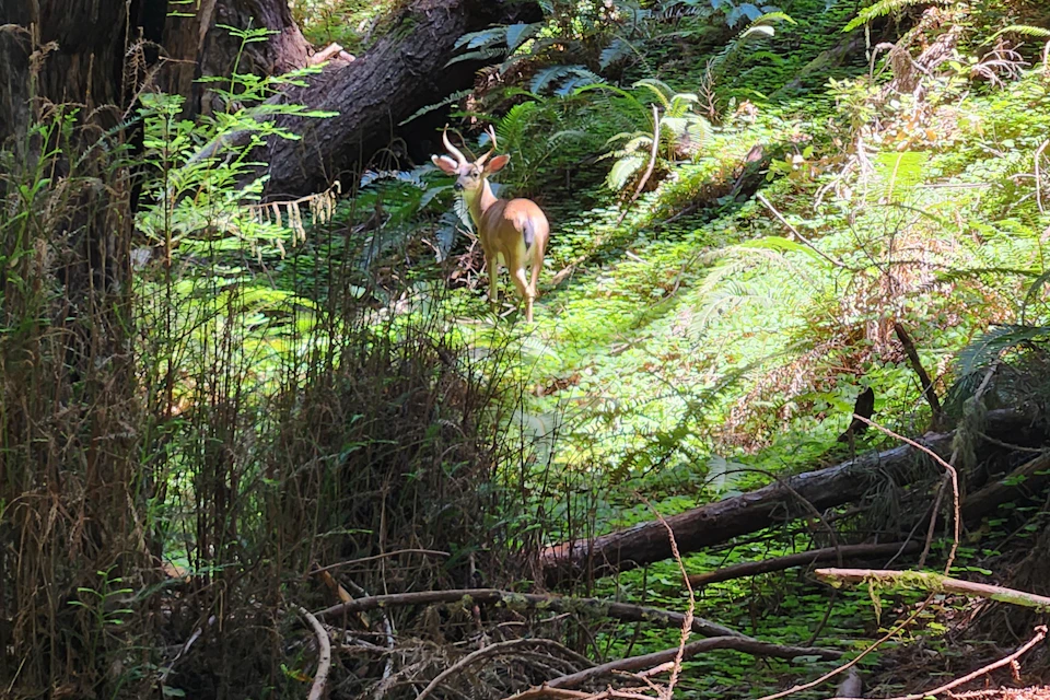 Muir Woods