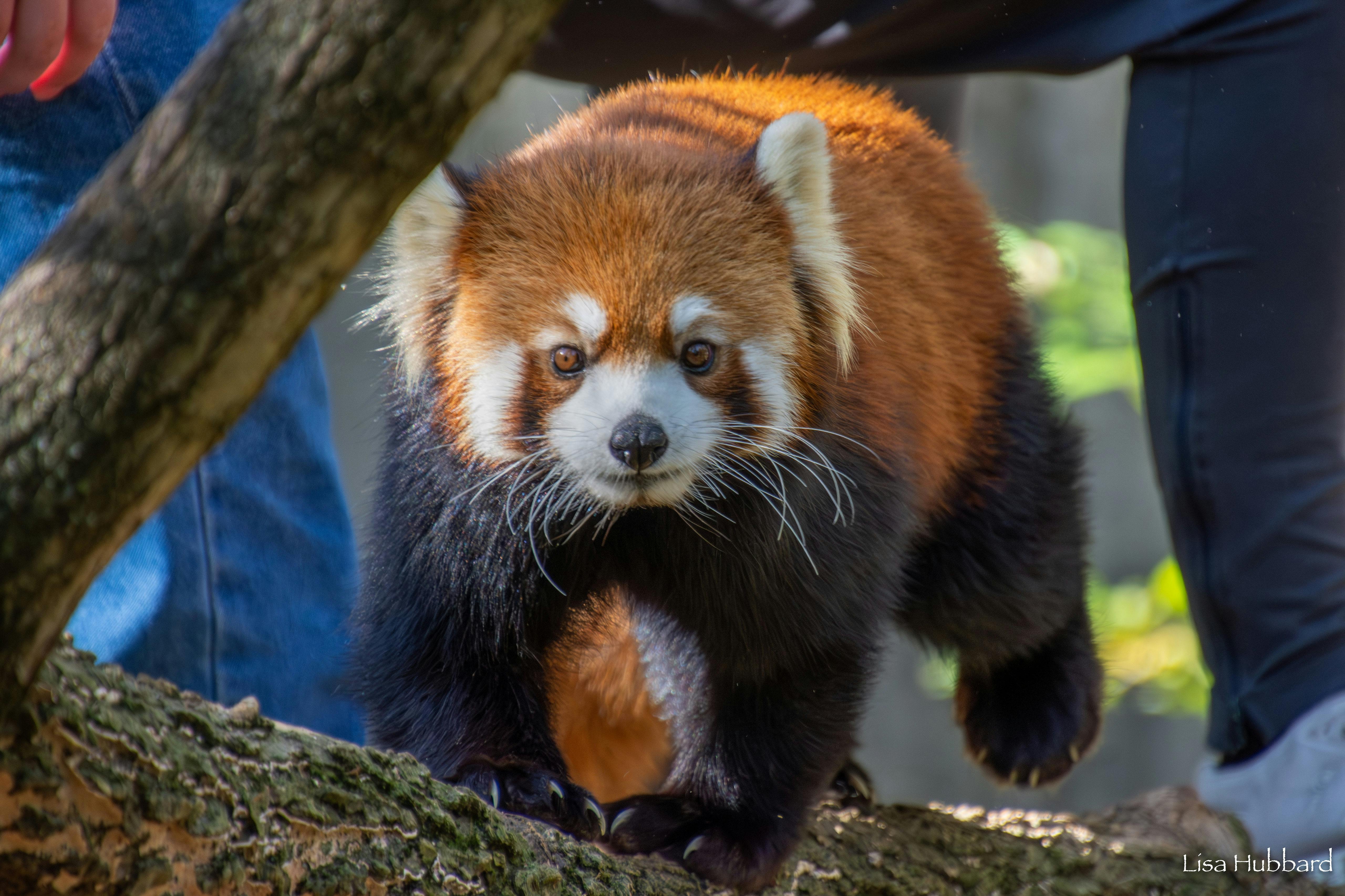 Un panda rosso che cammina sul ramo di un albero, con la sua pelliccia marrone rossastra, i segni bianchi sul viso e la coda folta.