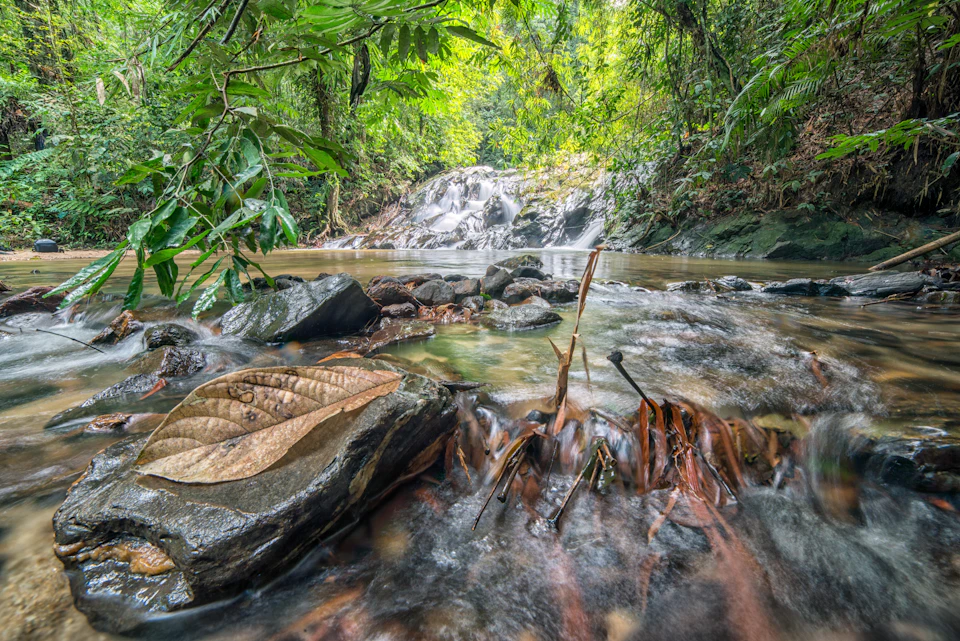 Stream flowing over rocks in a lush, green forest with large leaves and a gentle waterfall in the background.