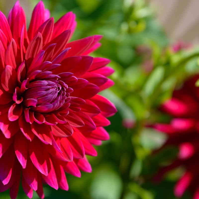 Dahlia Show Gardens 自驾游 Tiqets Dahlia Show Gardens 自驾游 Tiqets