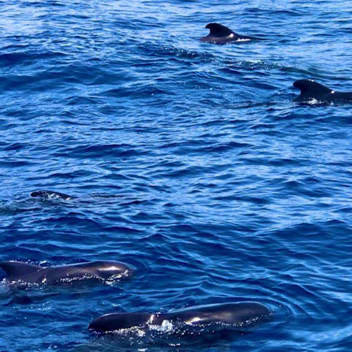 Los Gigantes: Passeio de barco guiado de 5 horas para observação de baleias a partir de Costa Adeje + almoço - Photo 8