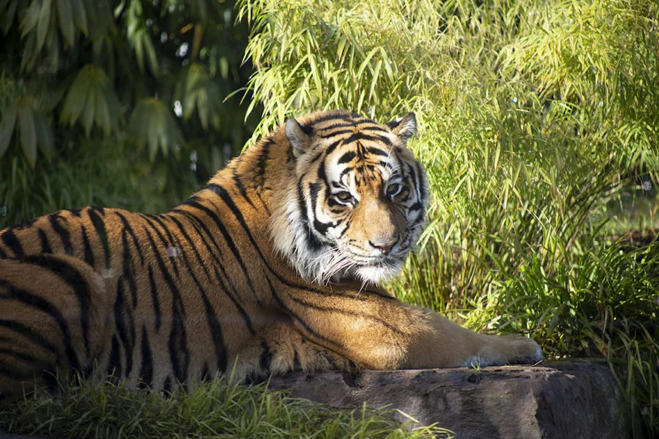 A tiger rests on a rock, surrounded by lush green bamboo and vegetation in a sunlit environment.