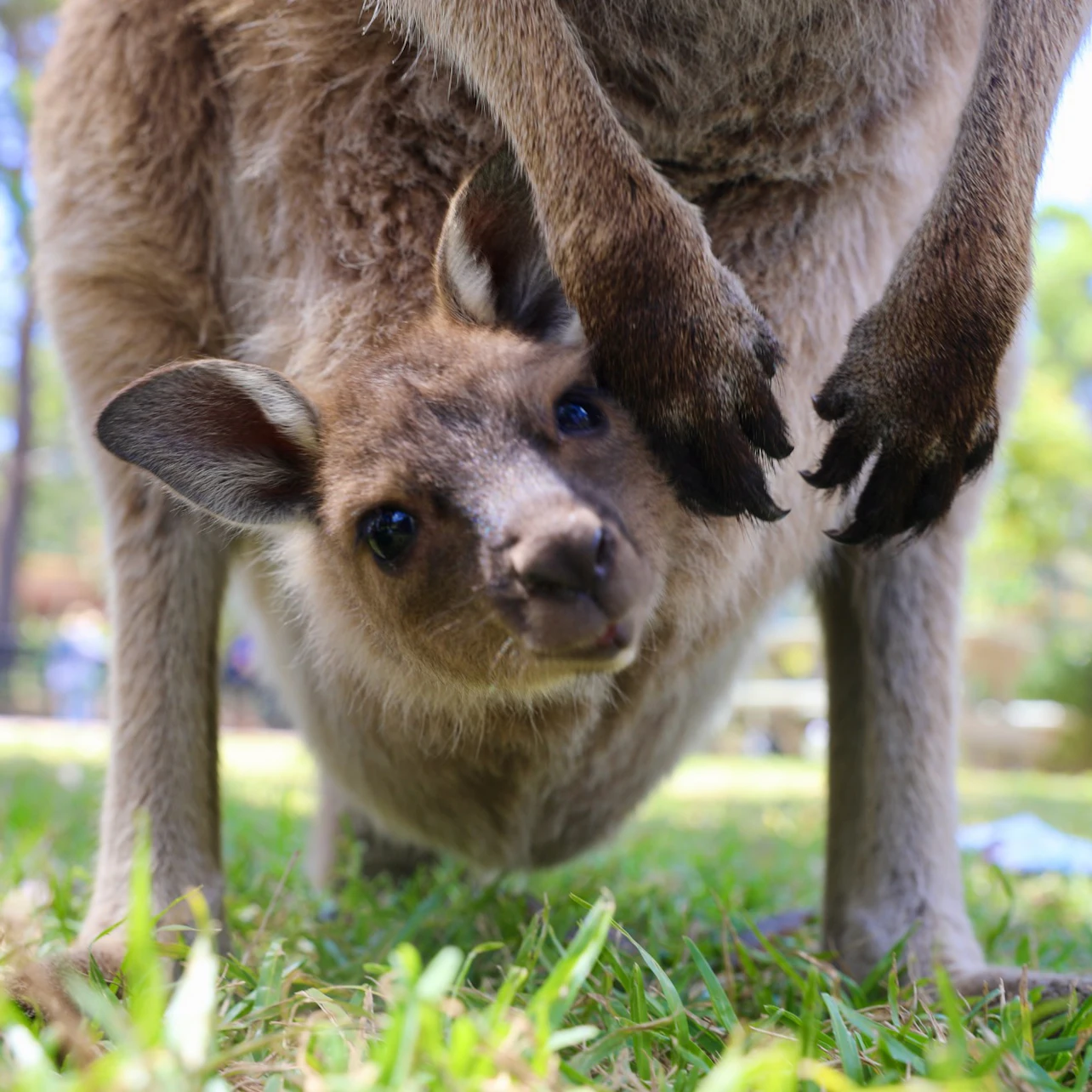 Australian Reptile Park: Entry Ticket in Somersby β Tiqets