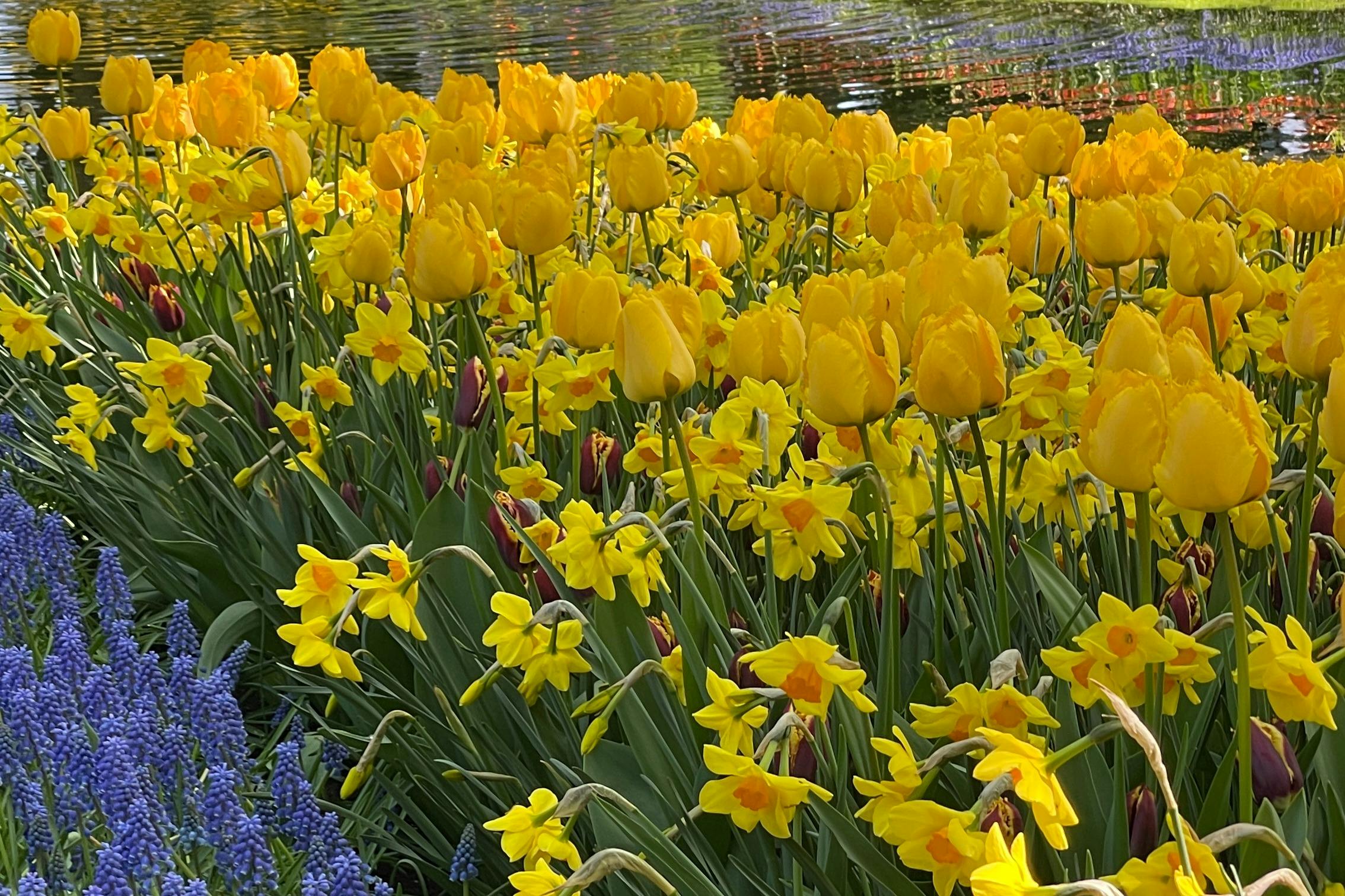 Keukenhof & Zaanse Schans: Guided Tour from Amsterdam 4