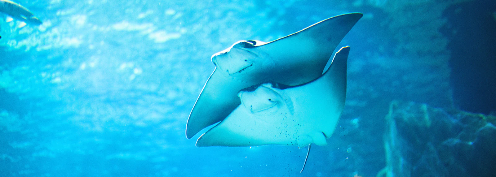 Sea Life Aquarium — 3