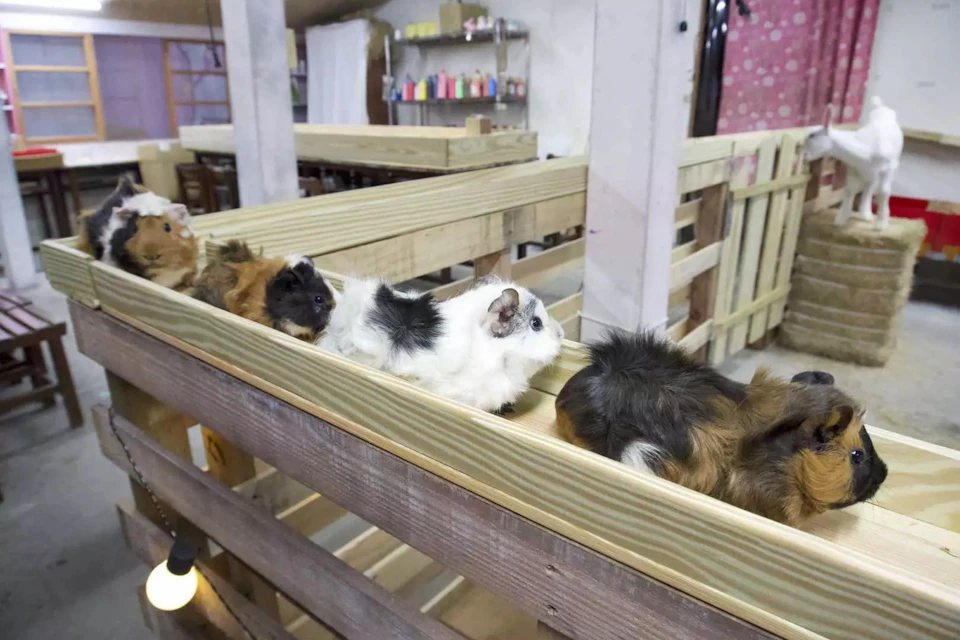 Several guinea pigs walking in a line on a wooden pathway in an indoor setting with shelves and colorful items in the background.