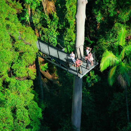 Tamborine Rainforest Skywalk: Entry Ticket