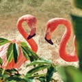 Flamingos Benidorm Mundimar