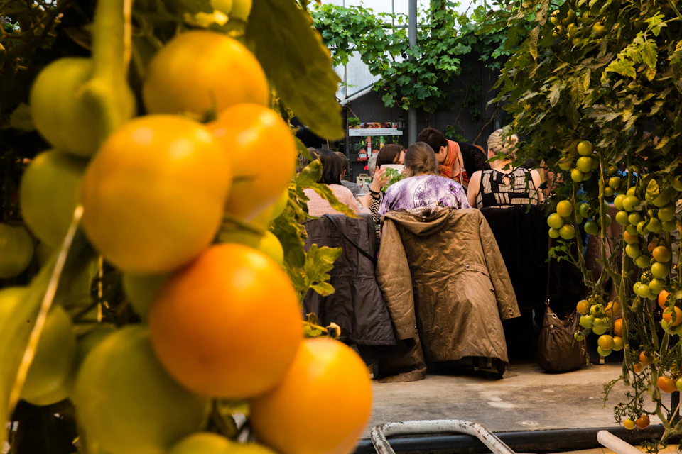 Several people sit at a table beneath green foliage and unripe tomatoes, engaged in conversation.