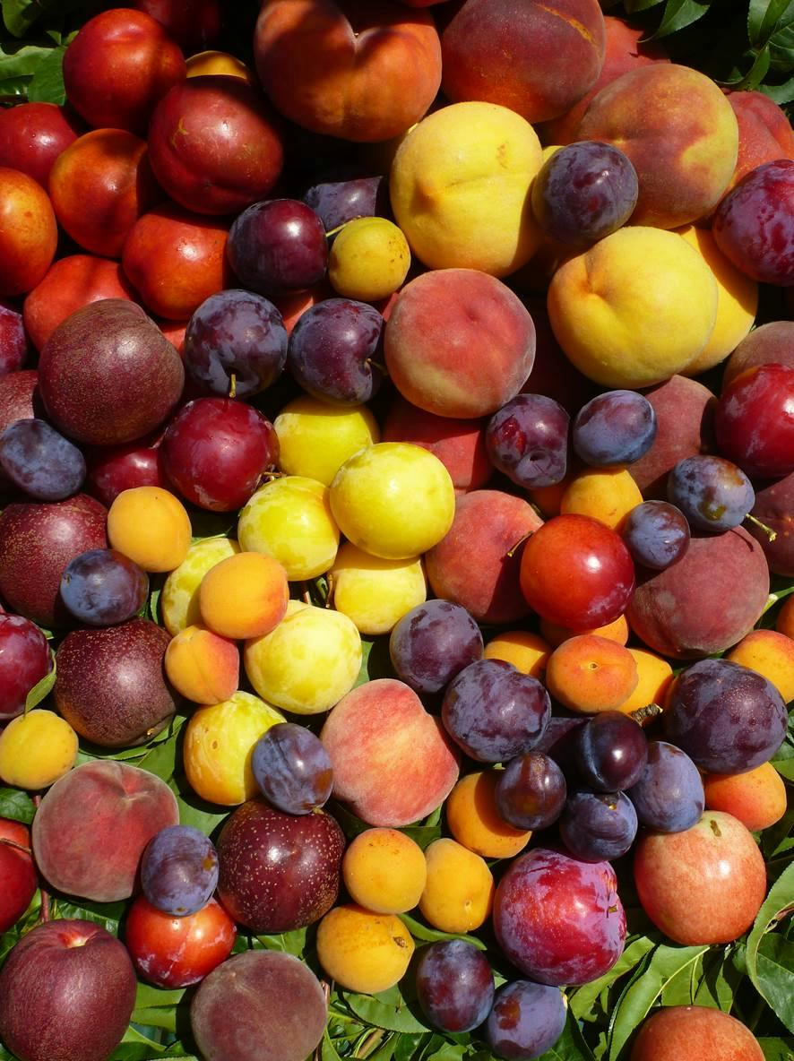 Yarra Valley Orchard: U-Pick + Tractor Tour with 1kg Takeaway Fruit