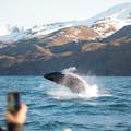 Bultrug walvis