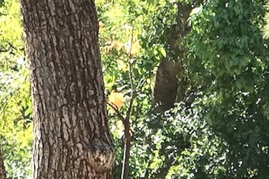 アテネ 電動バイクツアー