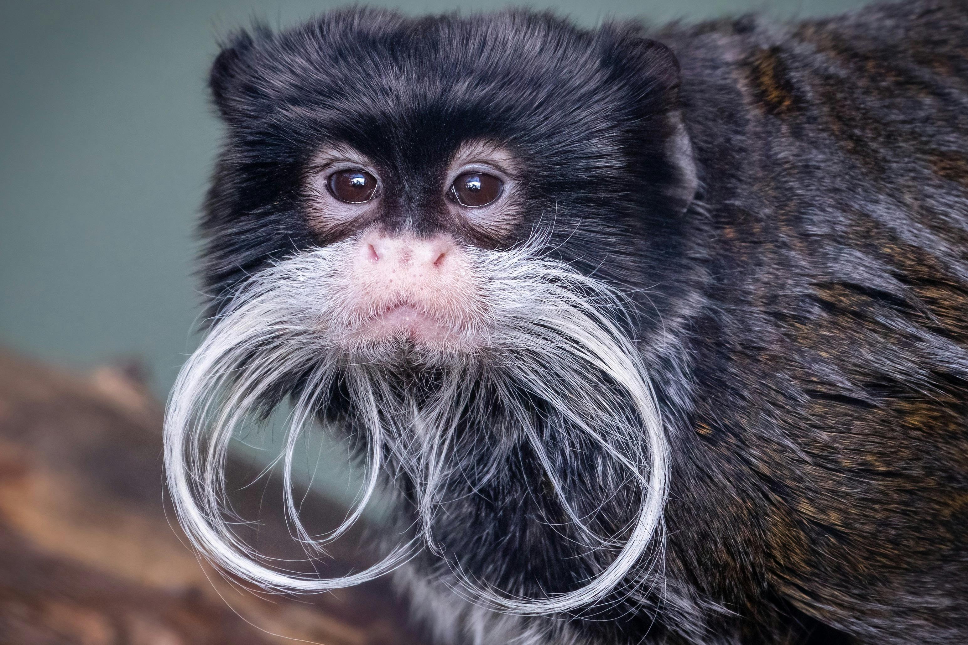 每个人都喜欢猴子!