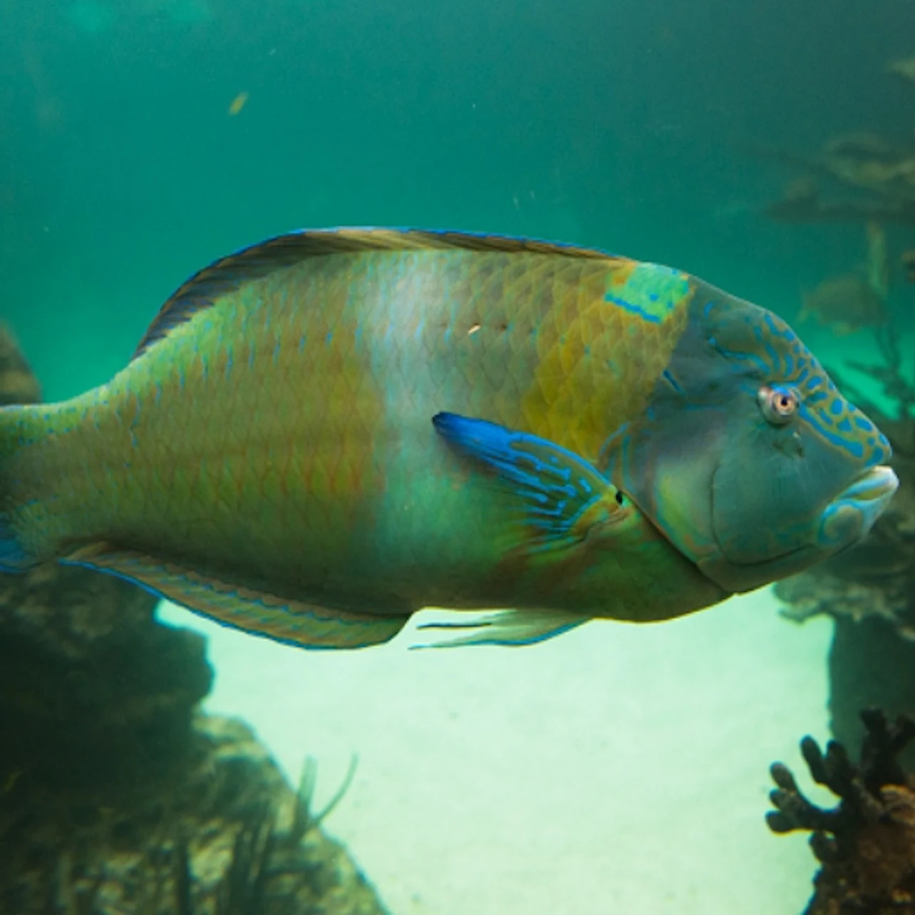 New York Aquarium: Entry Ticket in New York – Tiqets