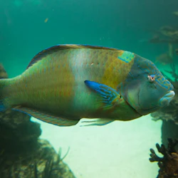New York Aquarium: Entry Ticket 2