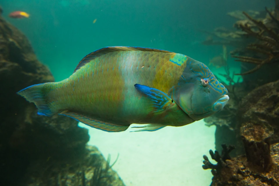 A large, colorful fish swims in a clear, underwater scene with rocks and coral in the background.