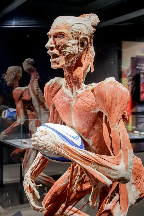Berlin Body Worlds Exhibition Tickets
