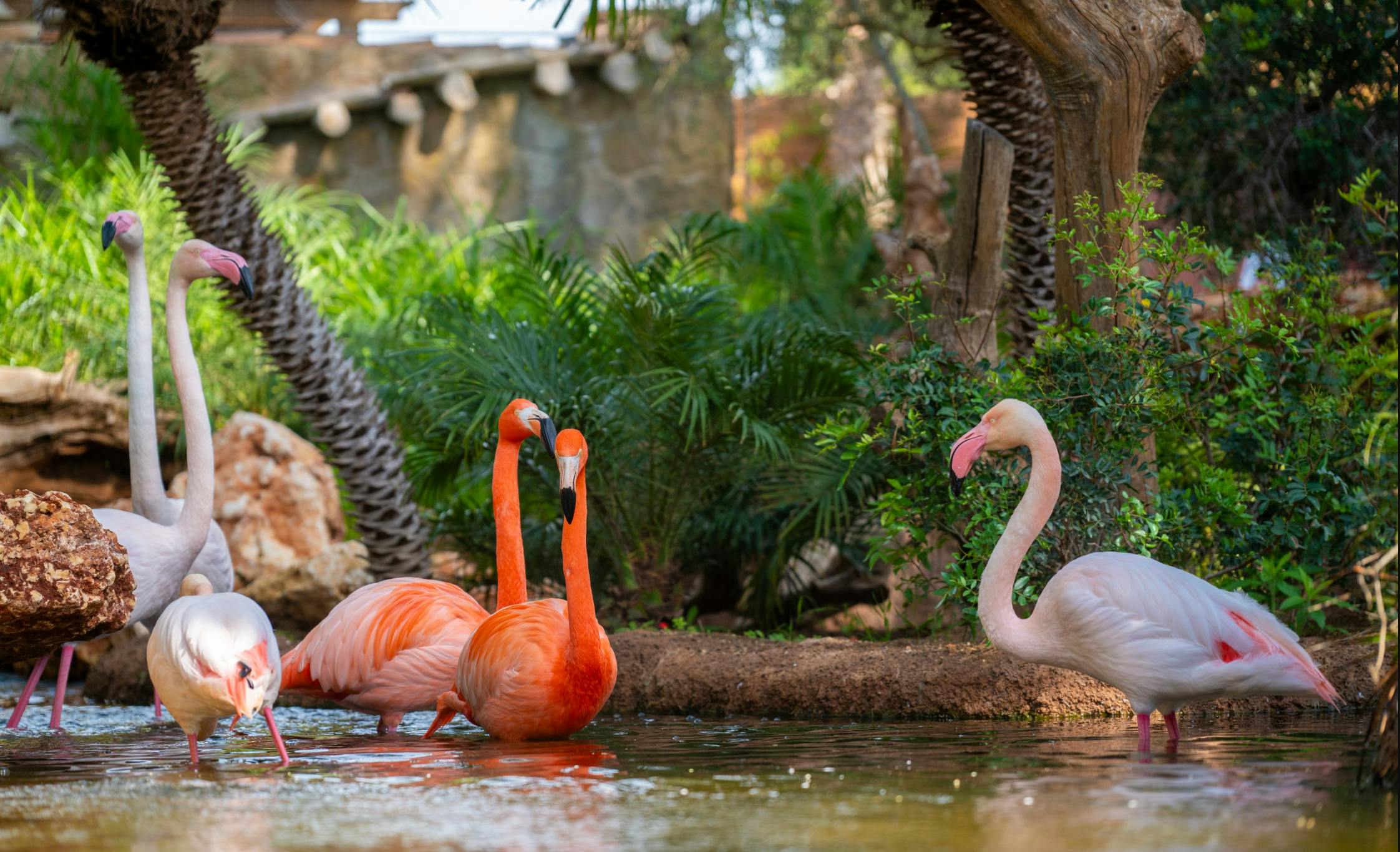 Un groupe de flamants roses et orange, debout et pataugeant dans un étang entouré de verdure et d'arbres.