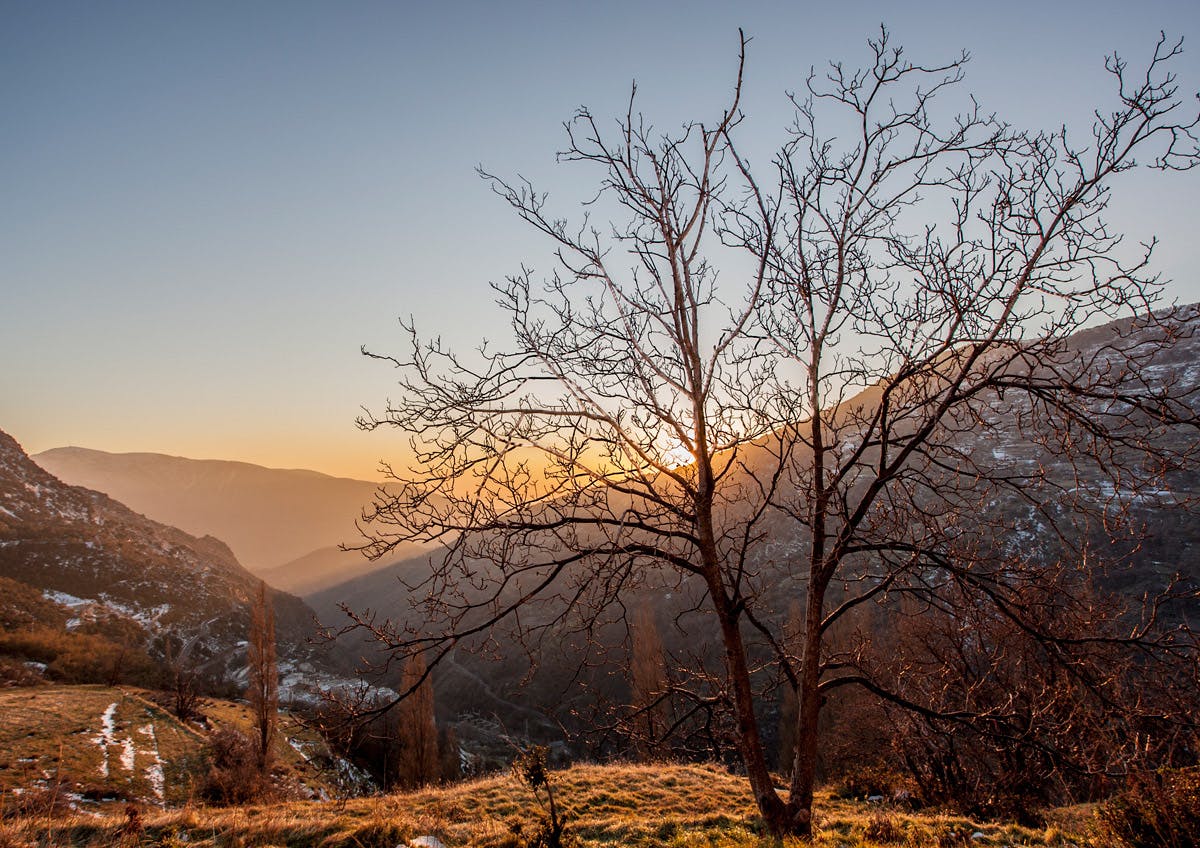 A leafless tree stands on a grassy hill with mountains in the background during sunset.