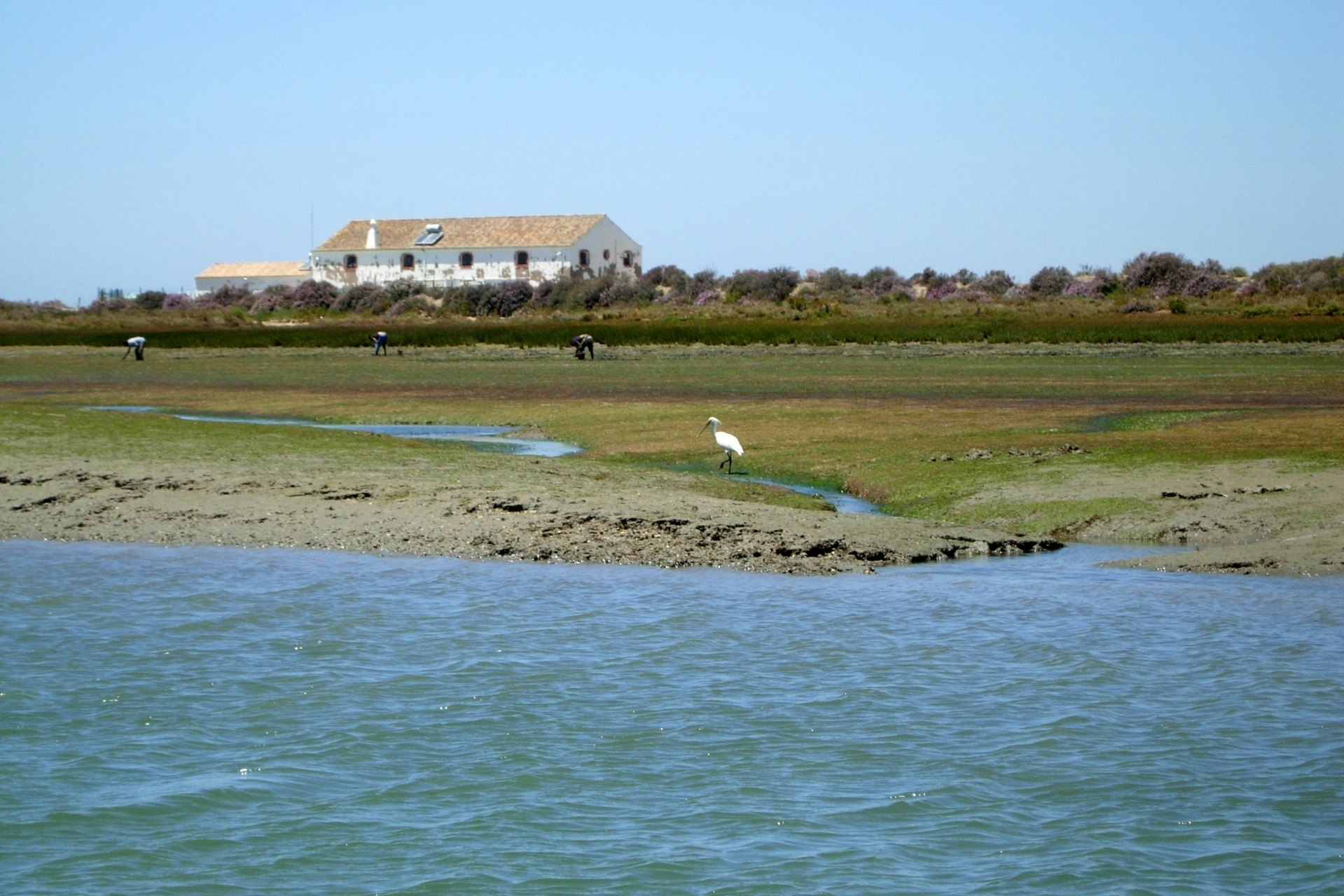 Ría Formosa: Excursión guiada de 2 horas en barco para observar aves