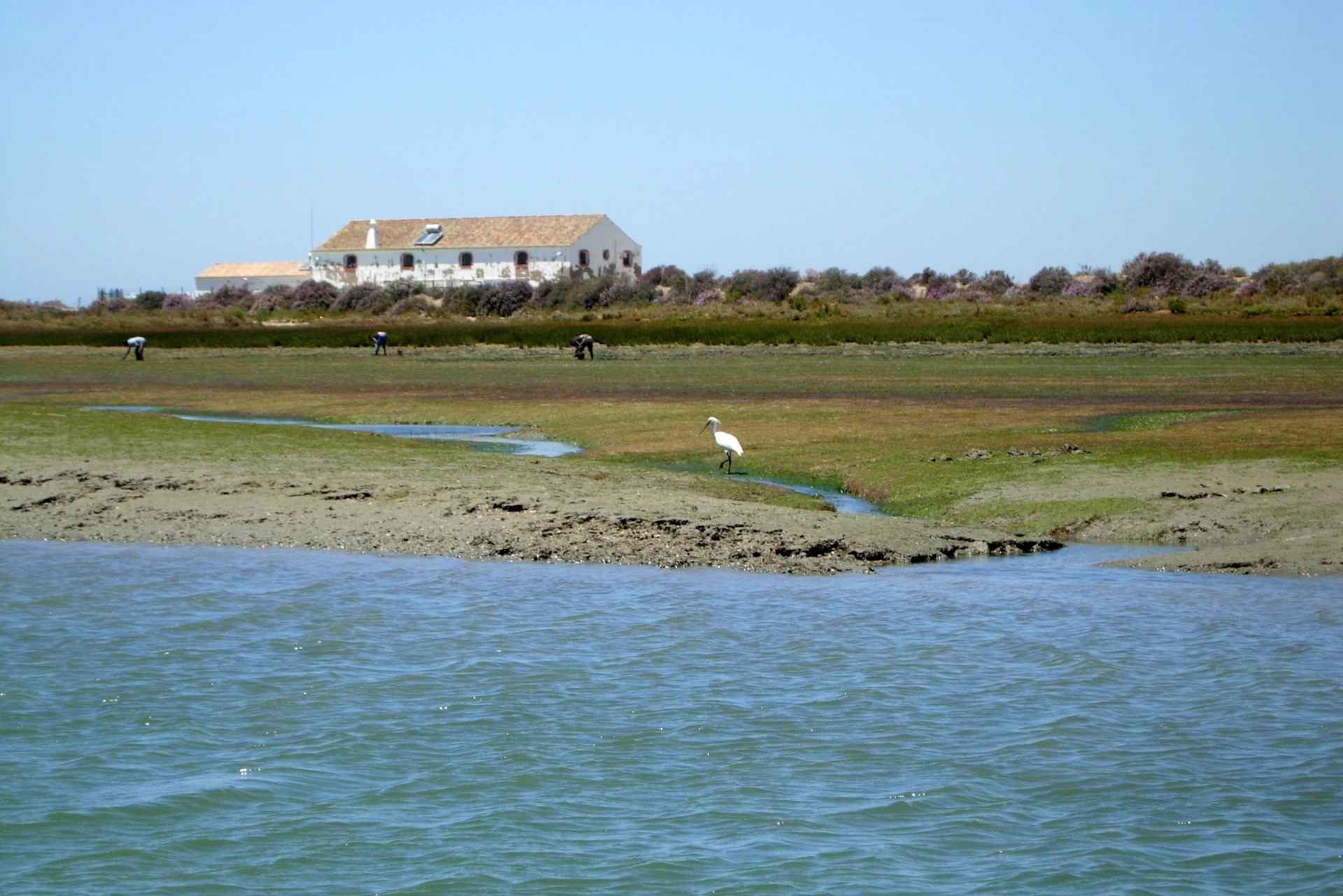 A coastal wetland area with an egret, standing near a small stream, and people in the back