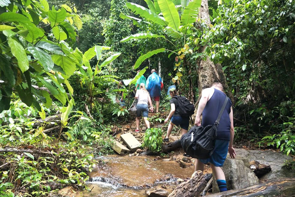 People hiking through a lush forest, crossing a small stream, surrounded by dense greenery and banana plants.