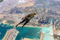 Skydive Dubaj - tandem nad Palmem