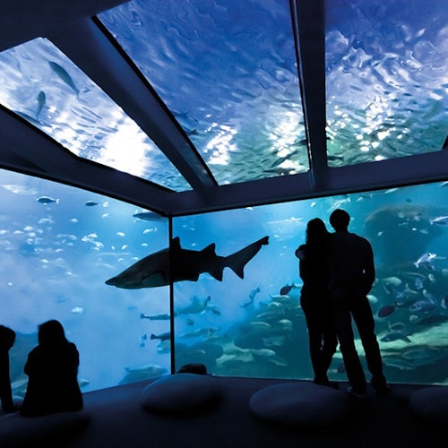 Palma Aquarium + Cine 3D Aquadome Sáltate la cola