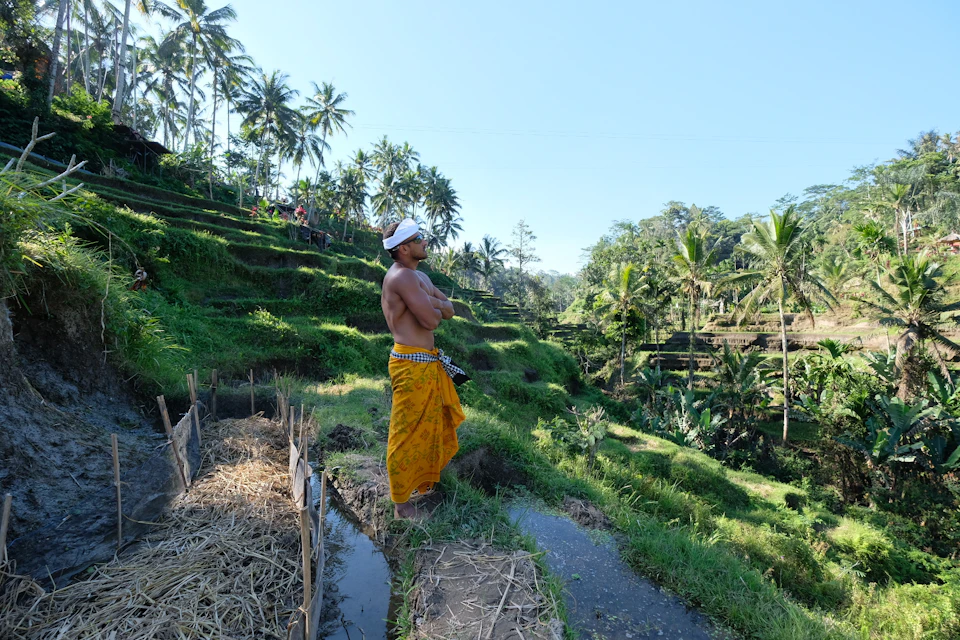 A person in traditional attire stands in a lush, terraced rice field surrounded by palm trees.
