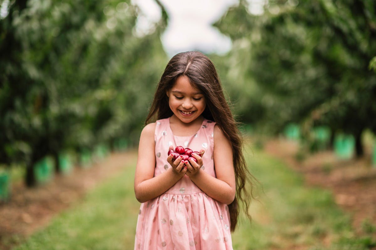 CherryHill Orchards Wandin East: Cherry-Picking Experience