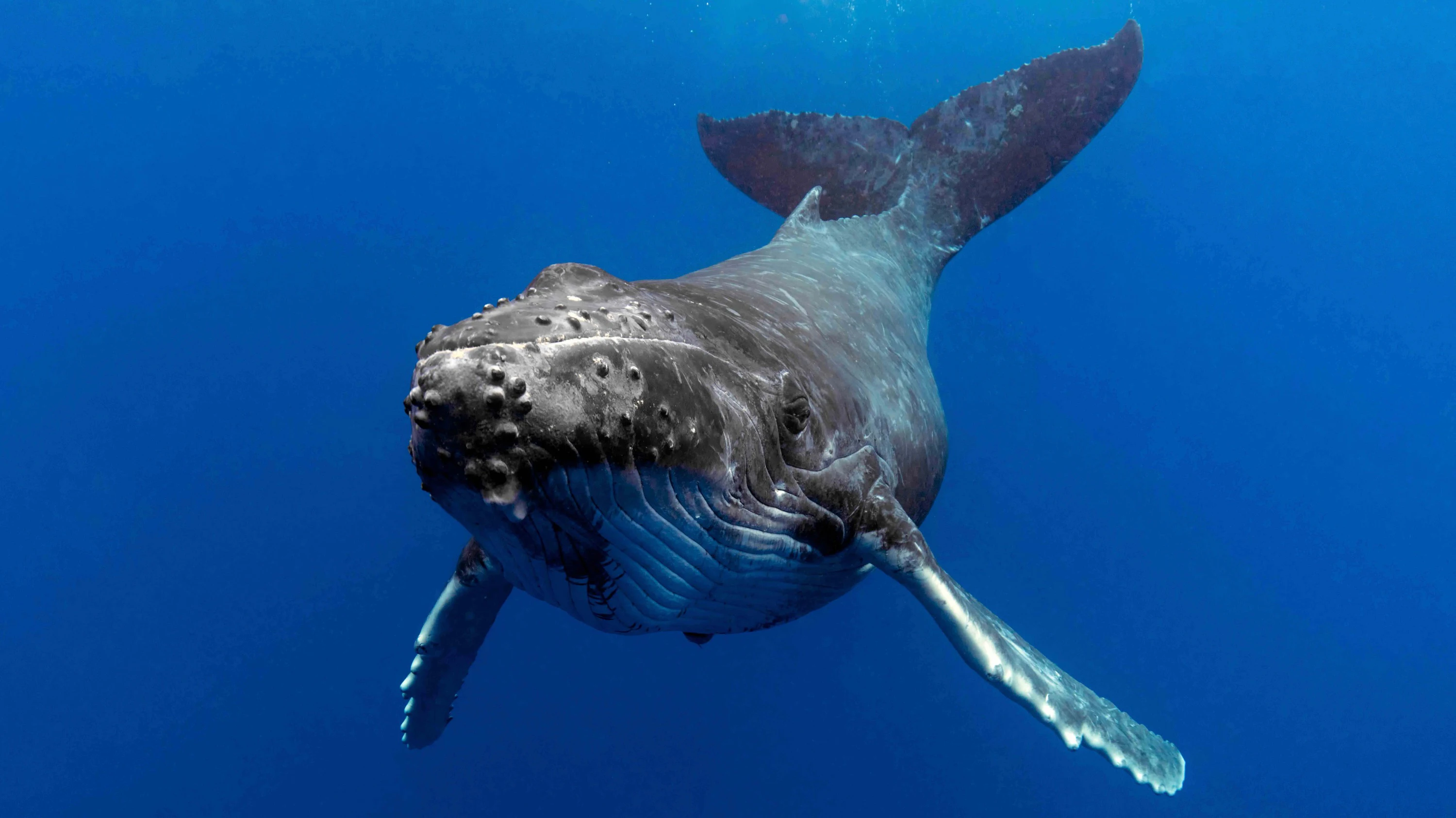 Sea World: Whale Watching Cruise