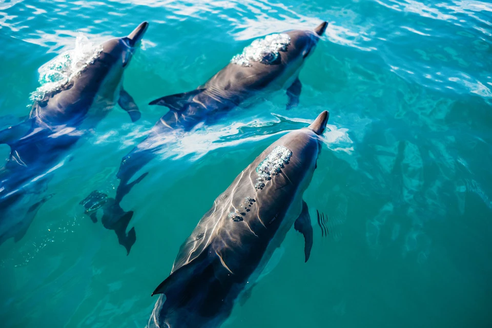See dolphins in the wild