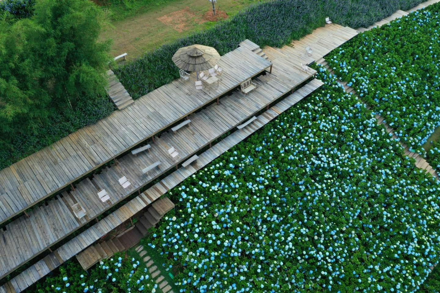 A wooden boardwalk with tables and chairs overlooks a lush garden of blue and green foliage.
