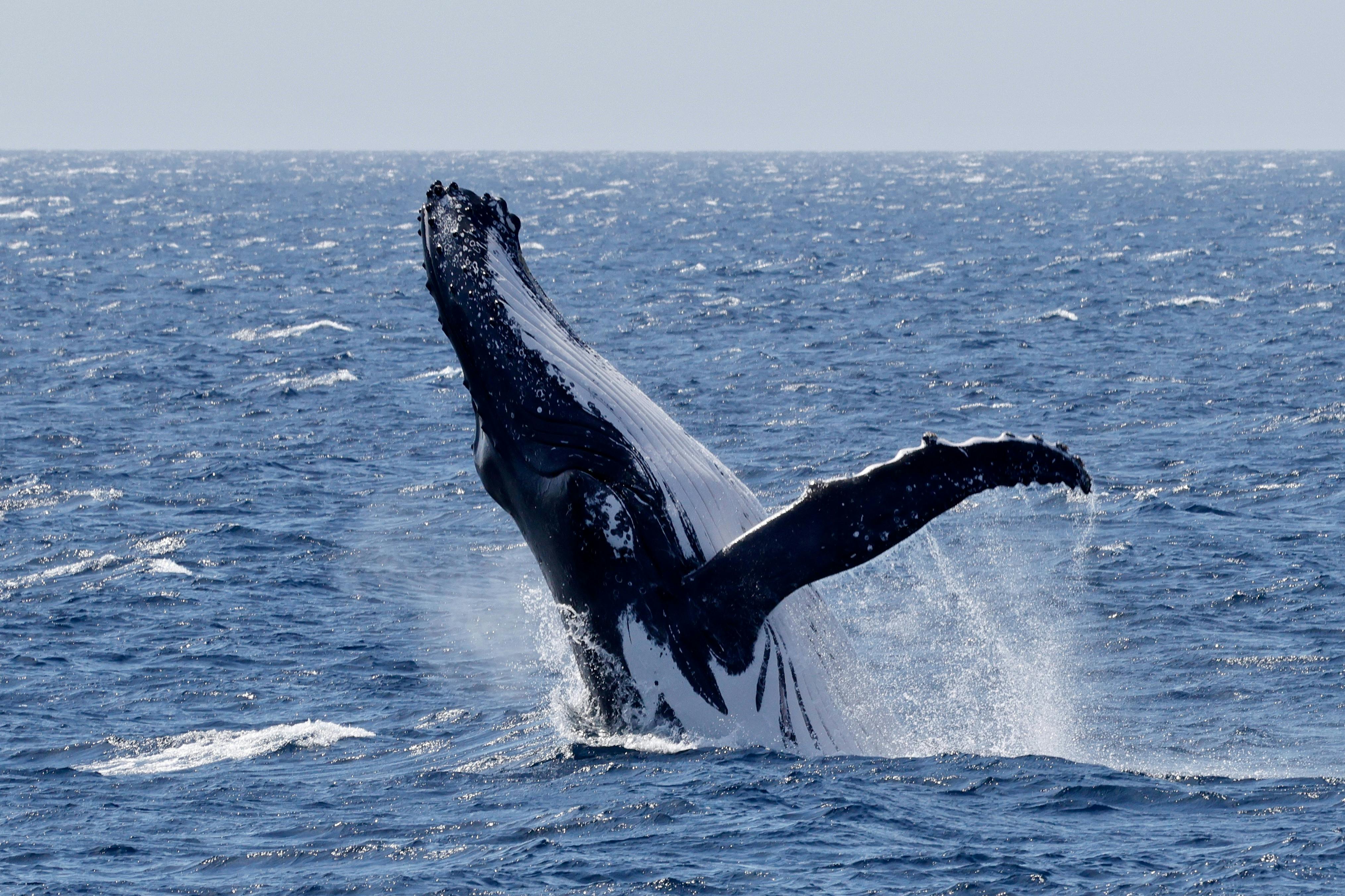 Breaching Humpback Whale
