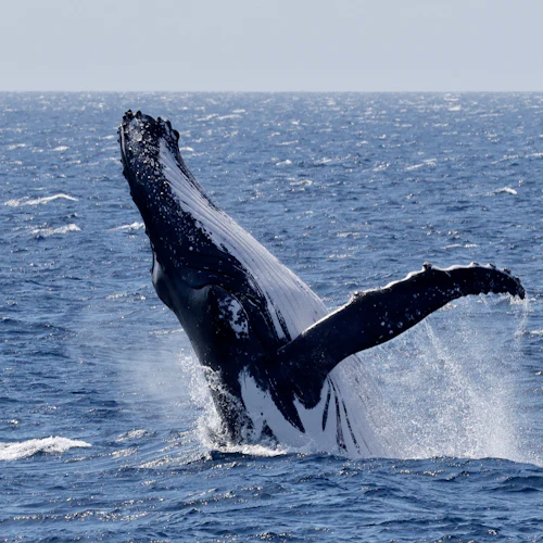 Dunsborough: Whale Watching Tour