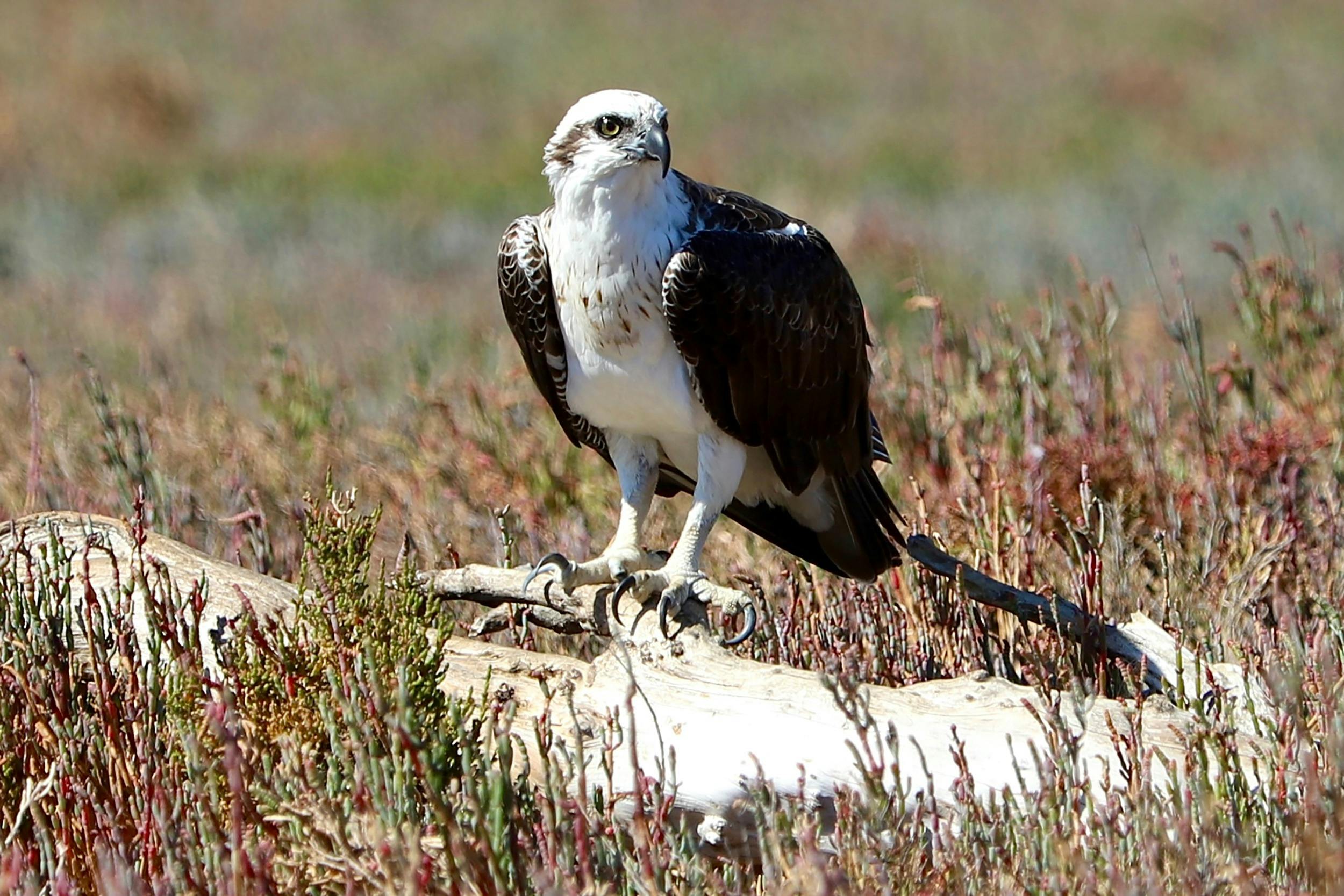 Sea Hawk (Osprey)