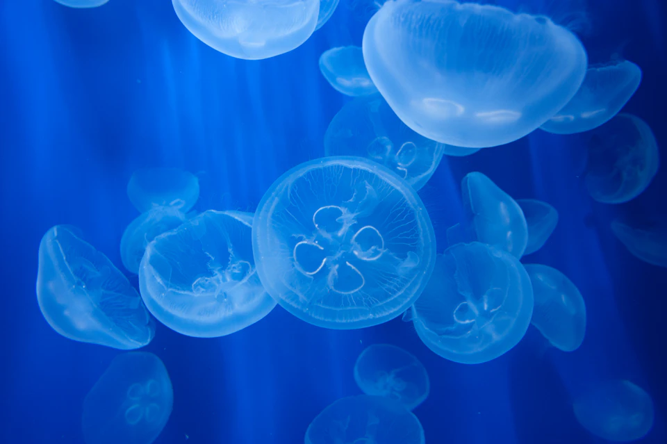 Translucent jellyfish drift gracefully underwater against a vibrant blue background.