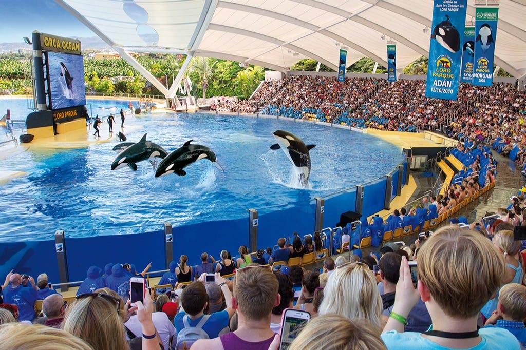 Loro Parque & Siam Park: Entry Ticket + Transfers 3