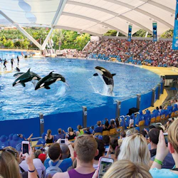 Loro Parque & Siam Park: Entry Ticket + Transfers 3