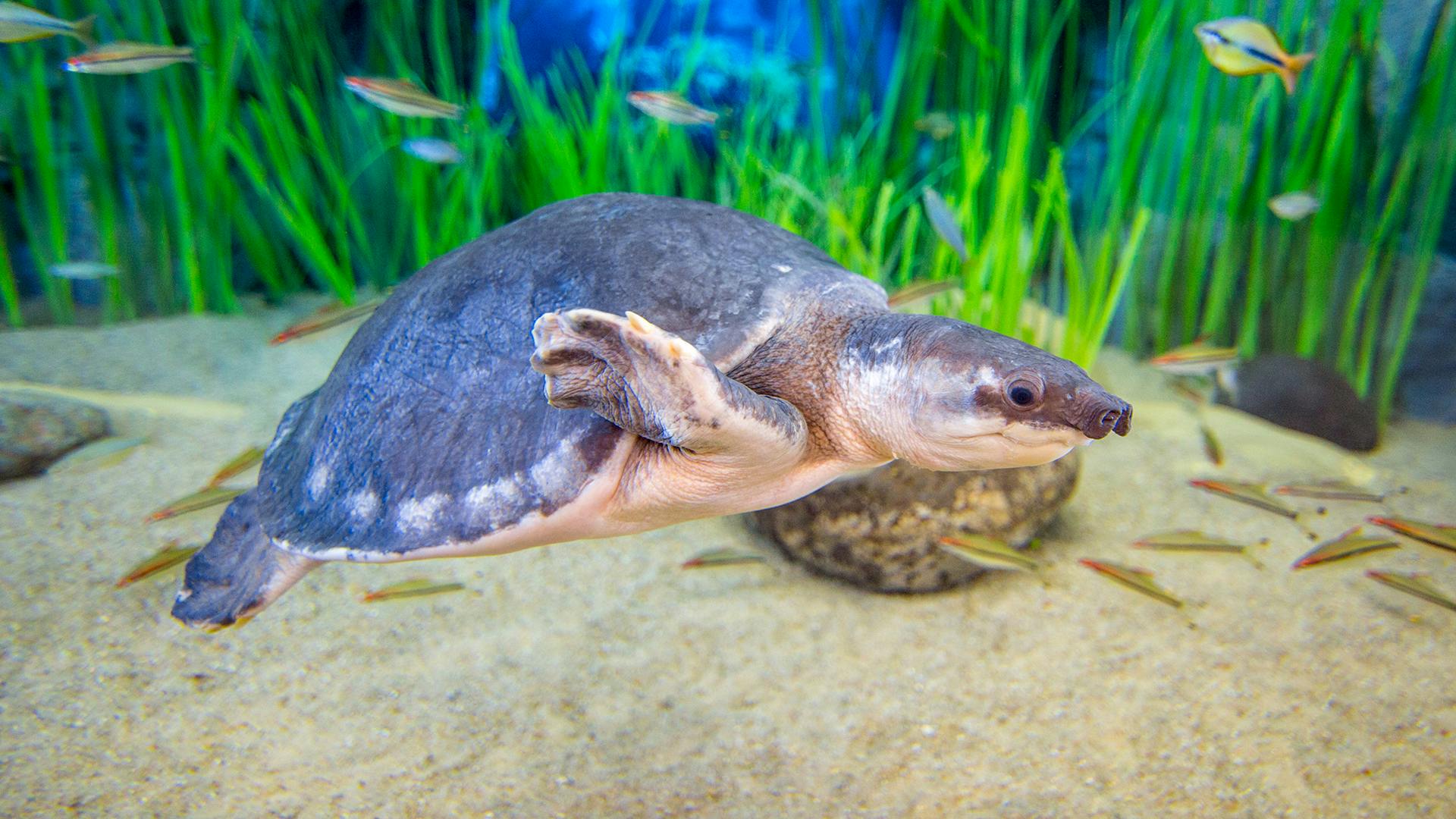 一只带着软壳的乌龟在水族馆里游泳，周围环绕着高大的绿色植物和几条小鱼。