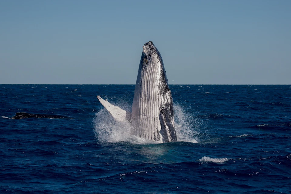 A humpback whale breaching out of the ocean water under a clear blue sky.