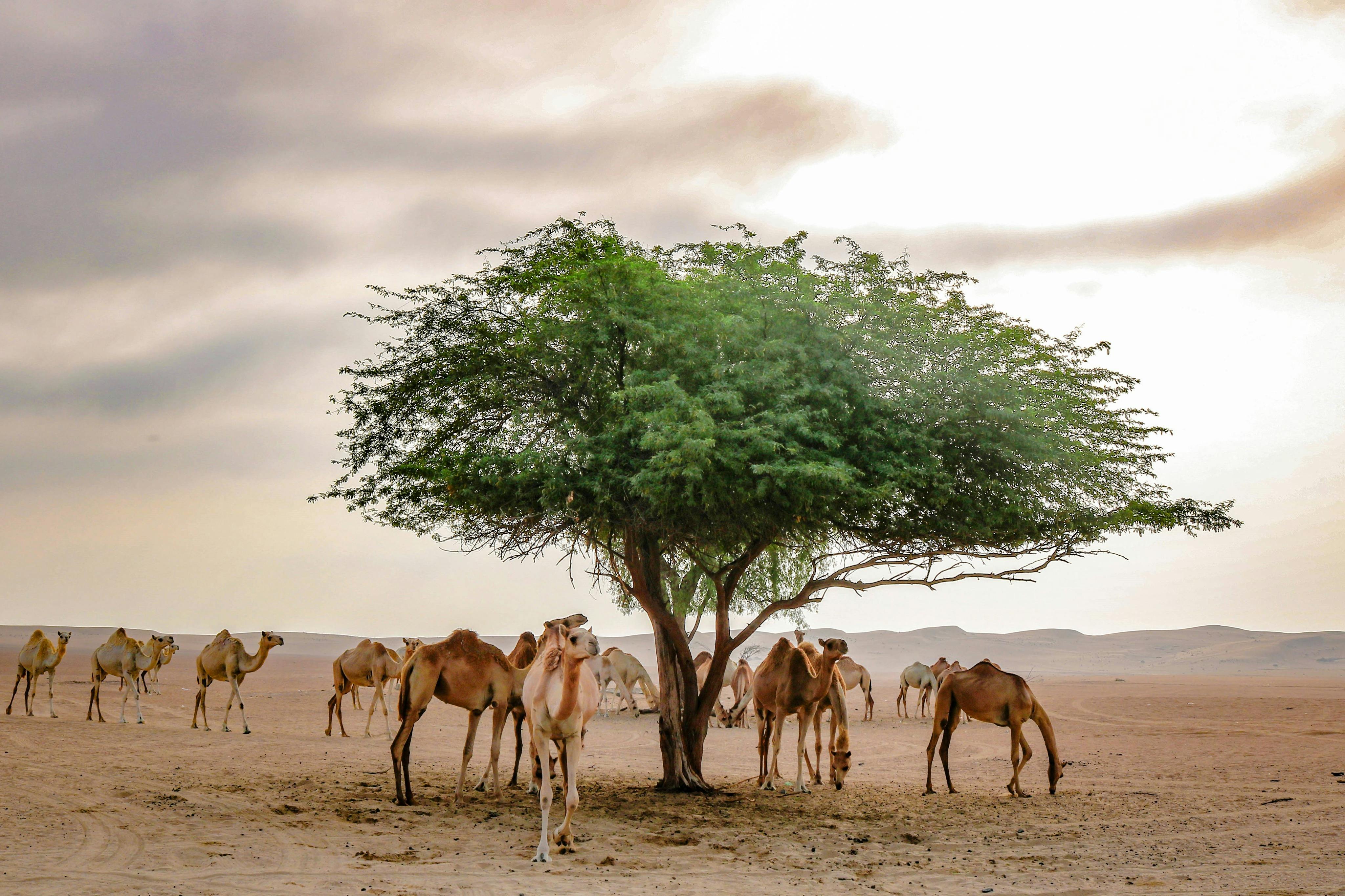 Orient Tours Dubai - Sunrise Desert Safari