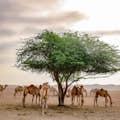 두바이 오리엔트 투어 - 일출 사막 사파리