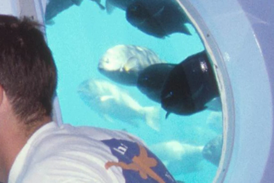 Four people seated inside a submarine-like structure, looking out through portholes at underwater scenes and sea creatures.