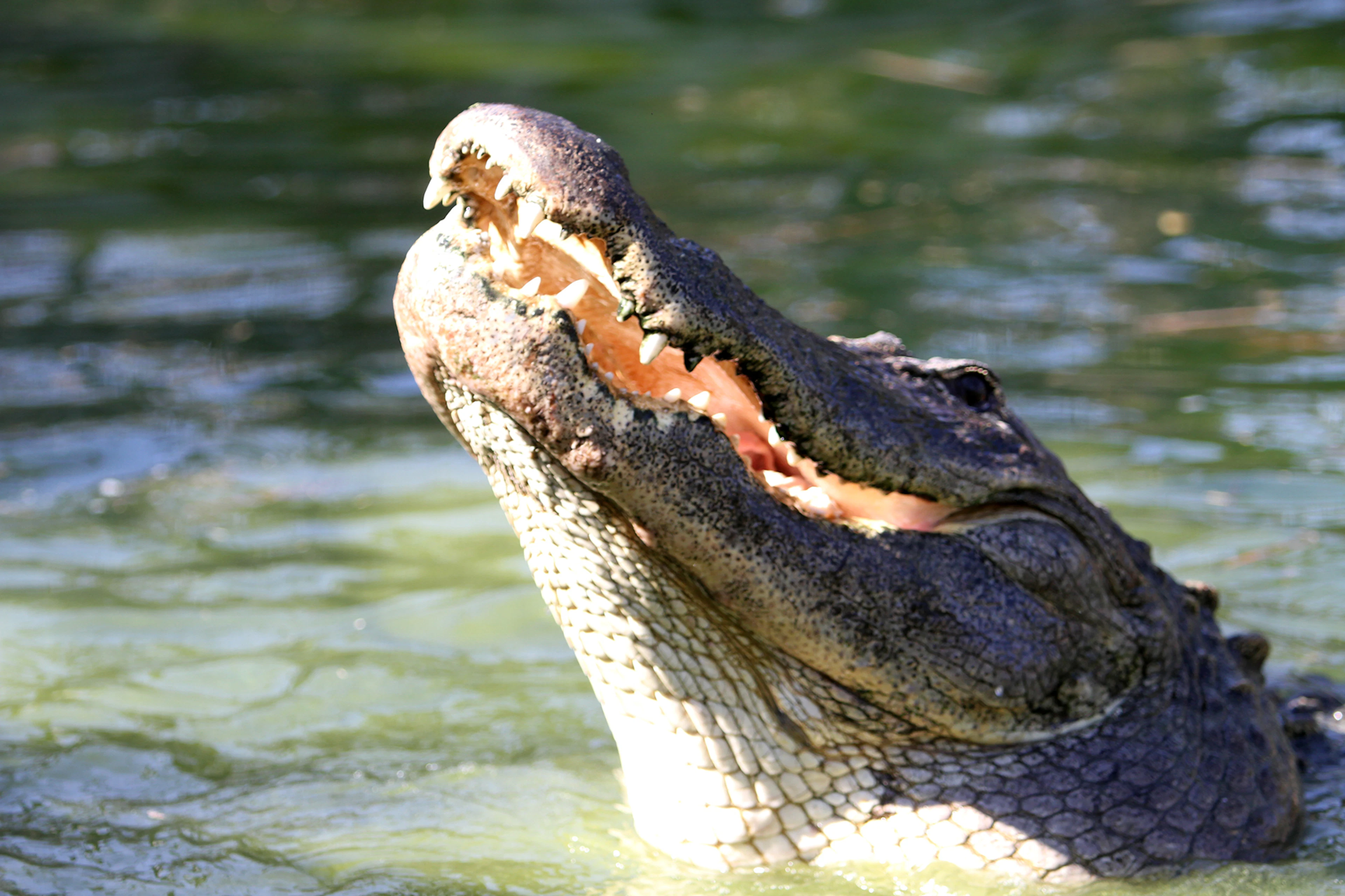 Orlando Gatorland Tickets