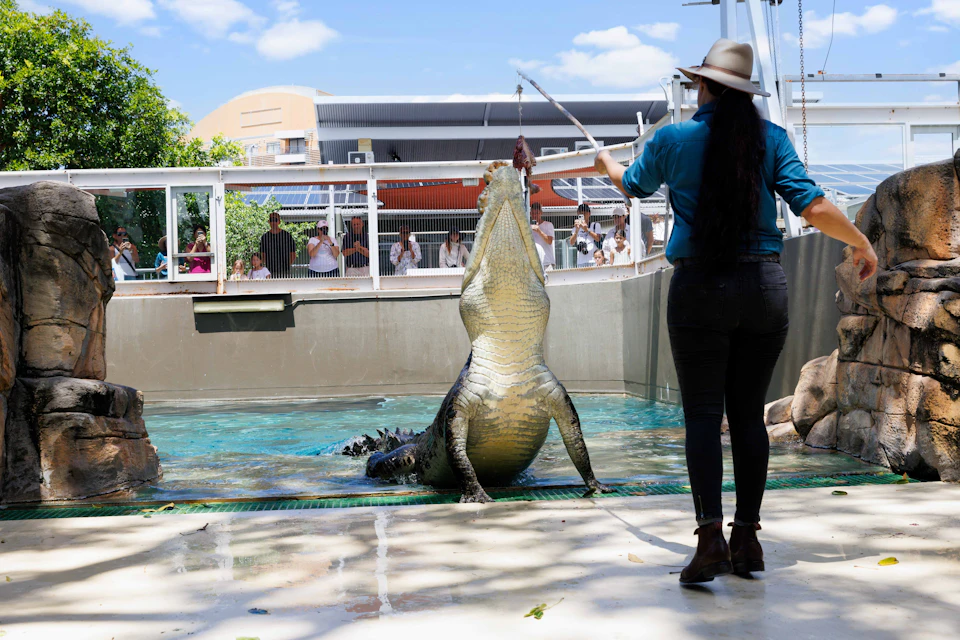 A woman feeds a large, standing crocodile in an enclosure, observed by people behind a fence.