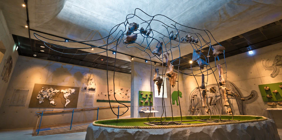 Museum exhibit with a wire-frame animal structure holding bones, surrounded by informational displays and diagrams.
