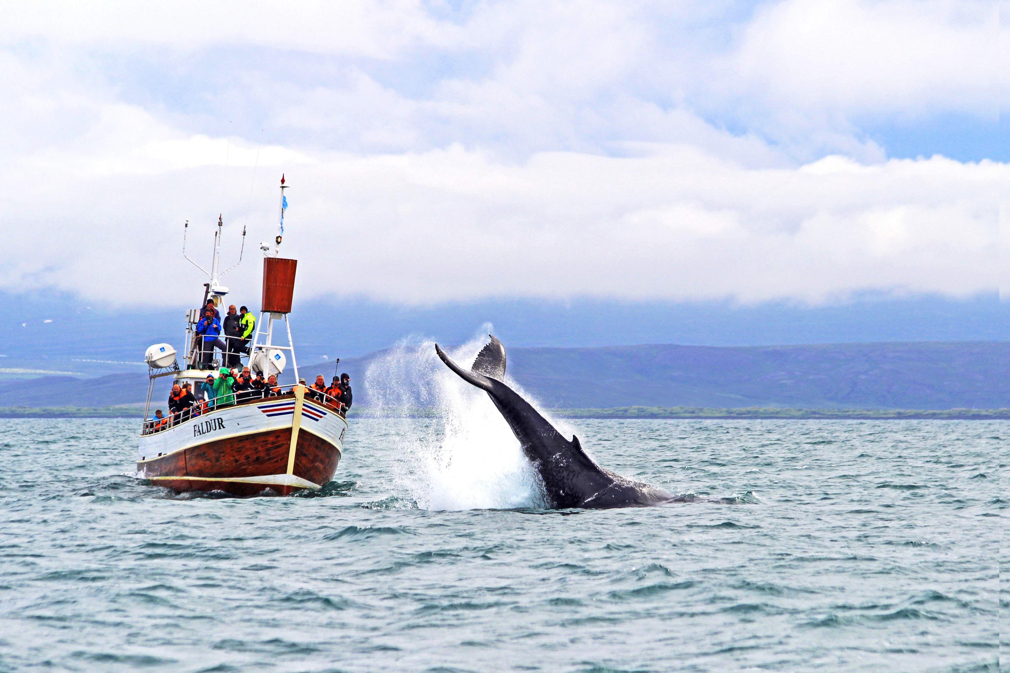 Skjálfandi: Guided Whale Watching Tour from Húsavík